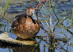 Rosy-billed Pochard