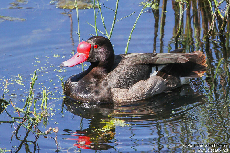 Rosy-billed Pochard