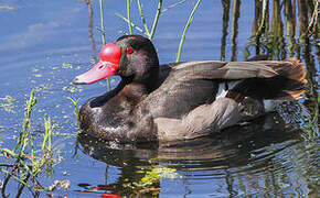 Rosy-billed Pochard