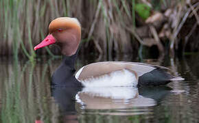 Red-crested Pochard