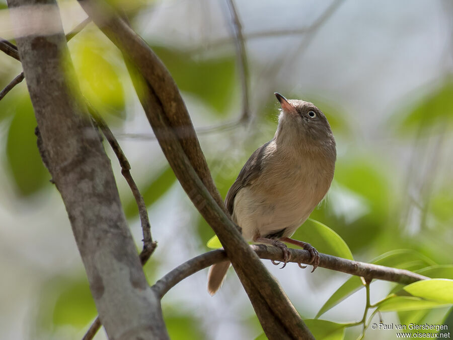 Common Newtoniaadult