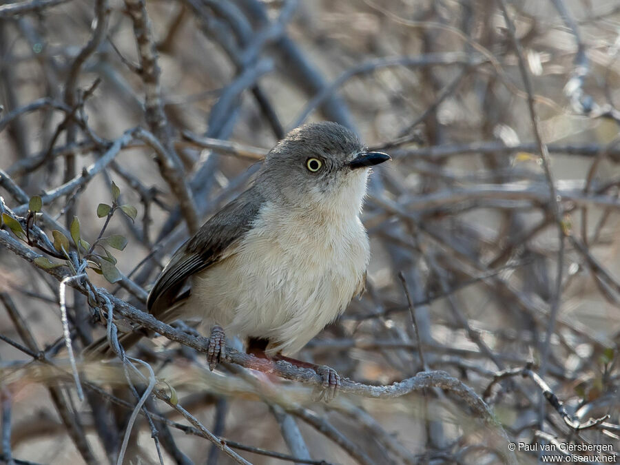 Archbold's Newtoniaadult