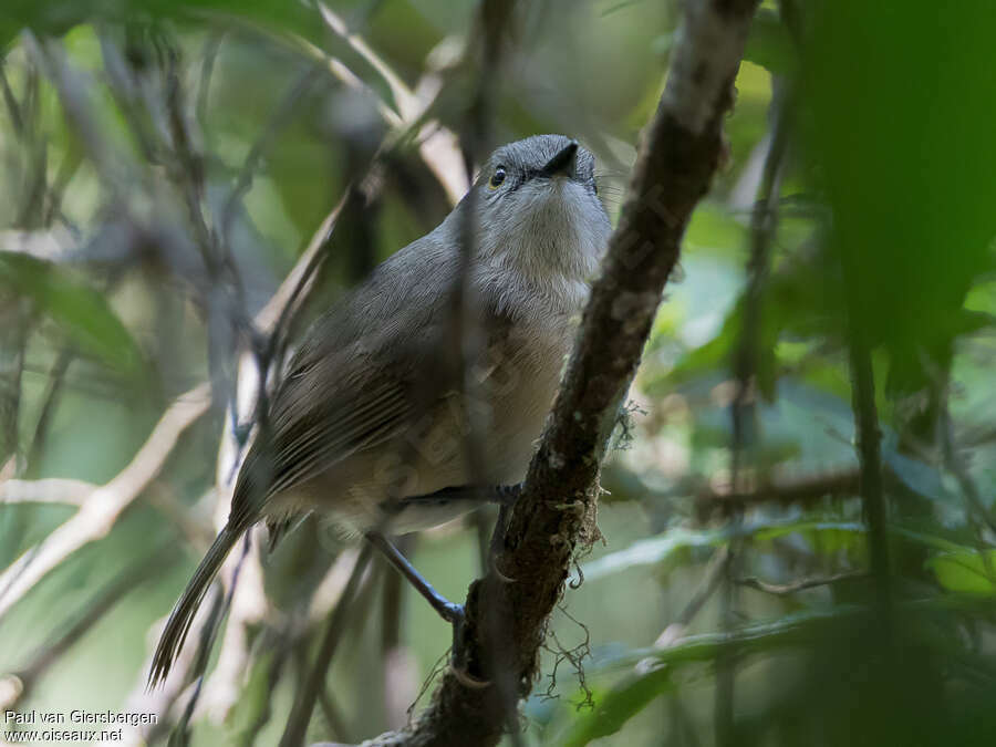 Dark Newtoniaadult, close-up portrait