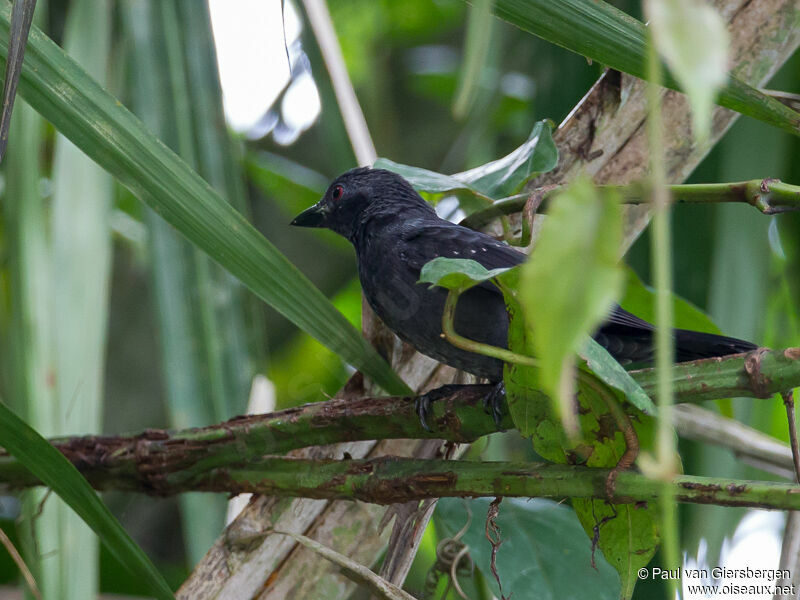 Grey-headed Nigrita