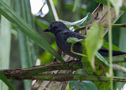 Grey-headed Nigrita