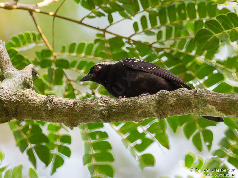 Grey-headed Nigrita