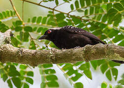 Grey-headed Nigrita