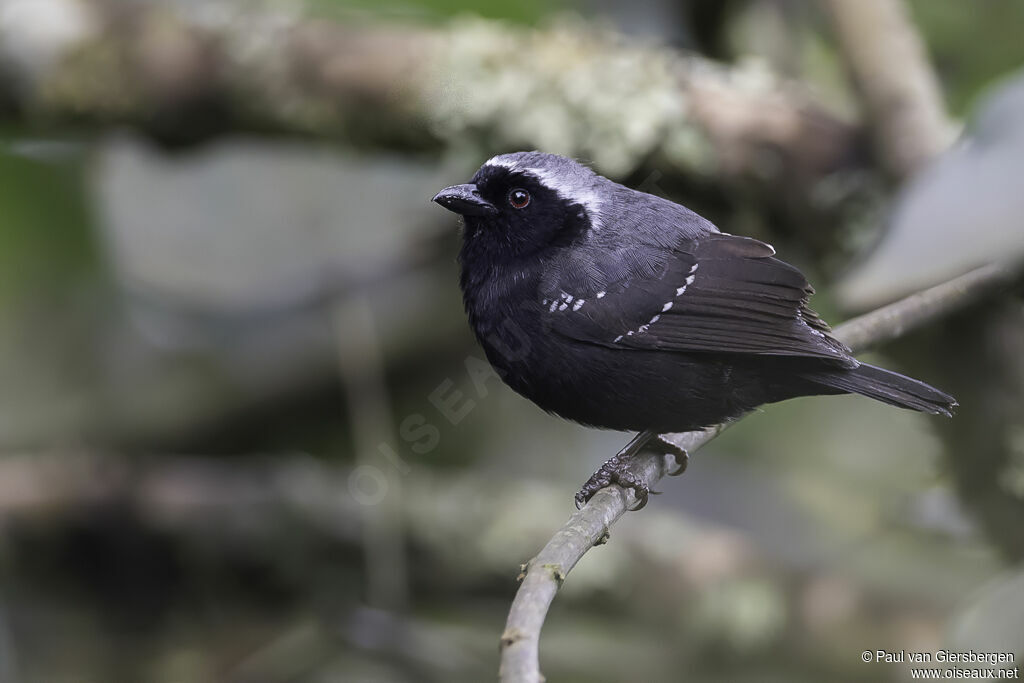 Grey-headed Nigritaadult