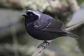 Grey-headed Nigrita