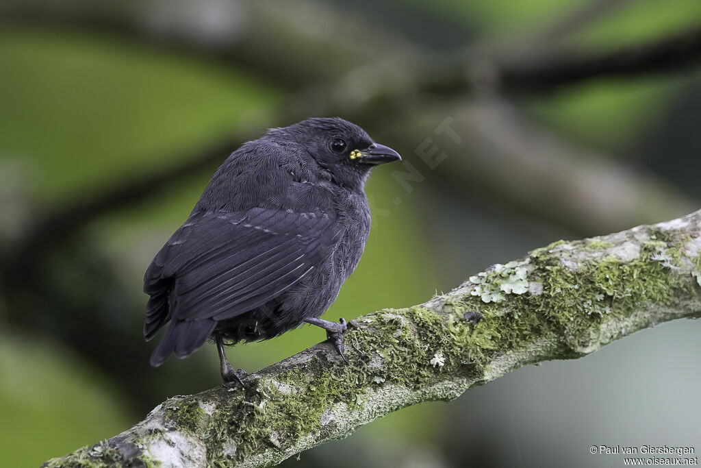 Nigrette à calotte grisejuvénile