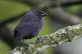 Grey-headed Nigrita