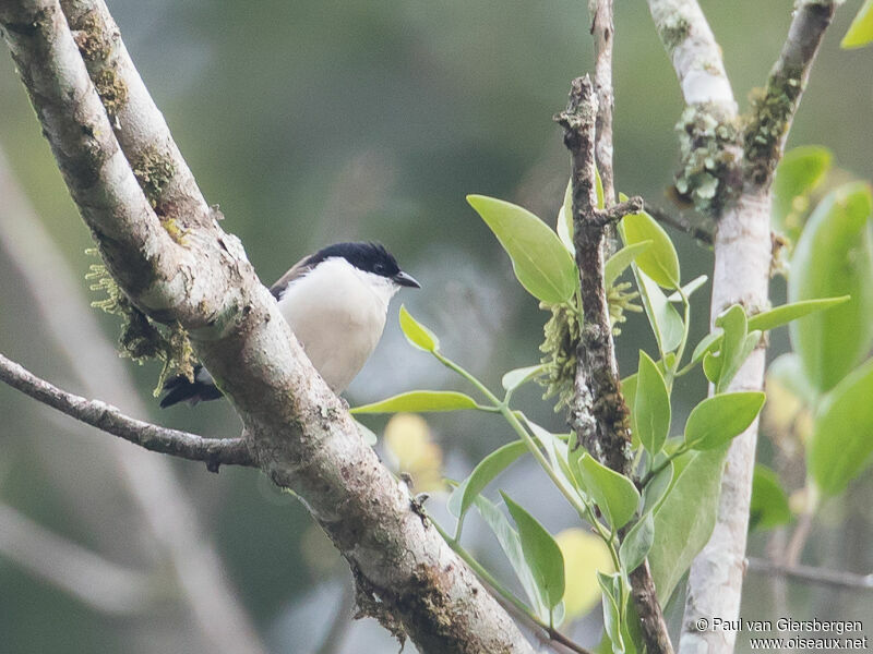 White-breasted Nigrita