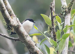 White-breasted Nigrita