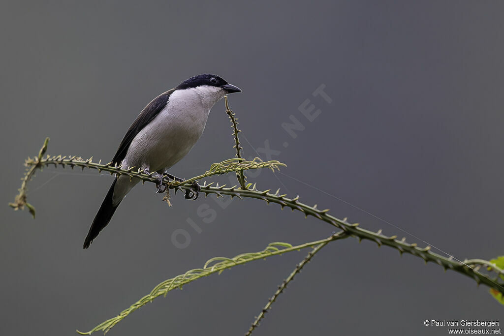 White-breasted Nigritaadult