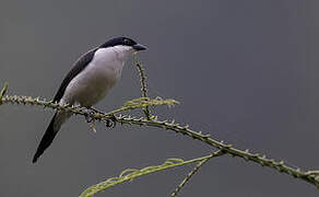 White-breasted Nigrita