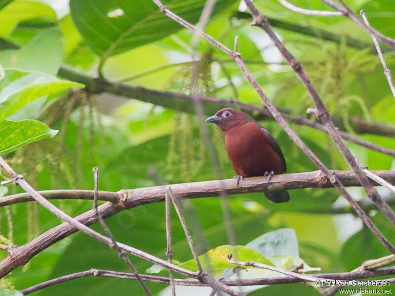 Chestnut-breasted Nigrita