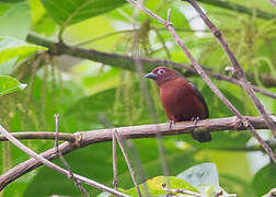 Chestnut-breasted Nigrita