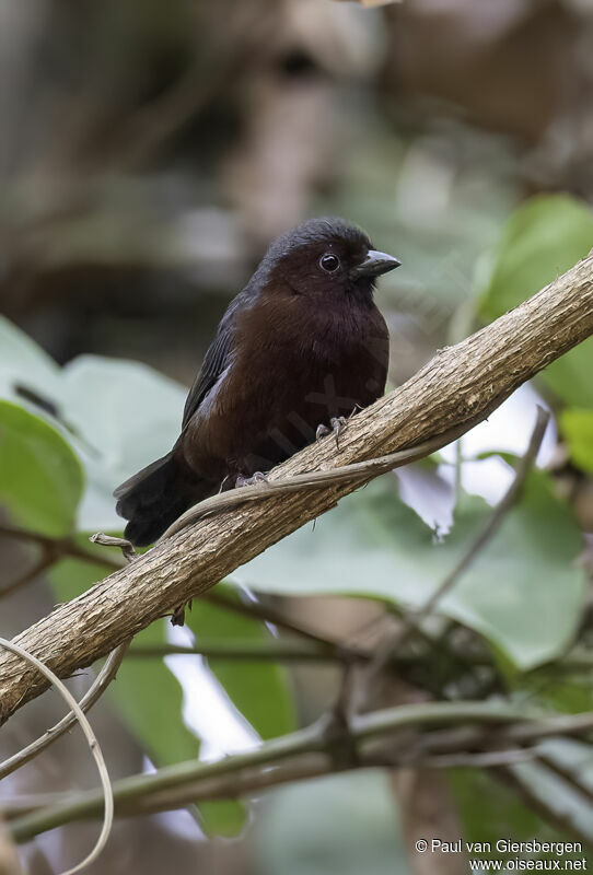 Chestnut-breasted Nigritaadult