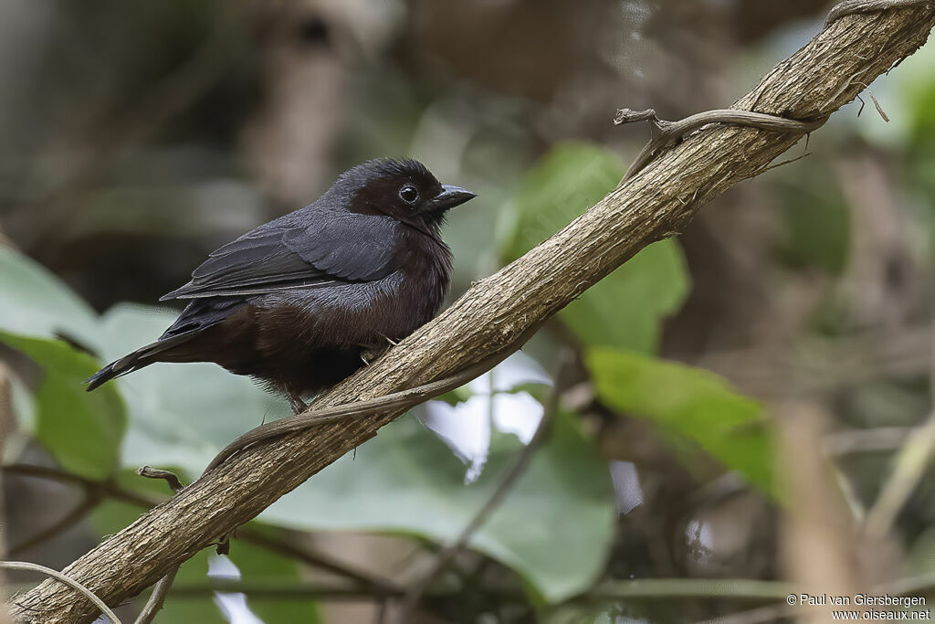 Chestnut-breasted Nigritaadult