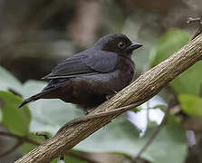 Chestnut-breasted Nigrita