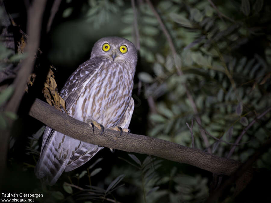 Barking Owladult, identification