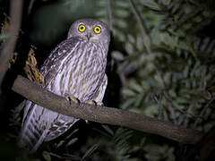 Barking Owl