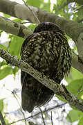 Morepork