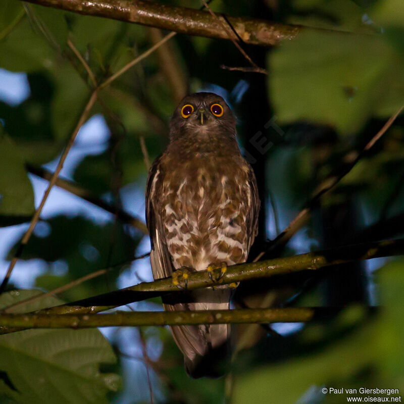 Brown Hawk-Owl