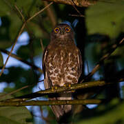 Brown Hawk-Owl