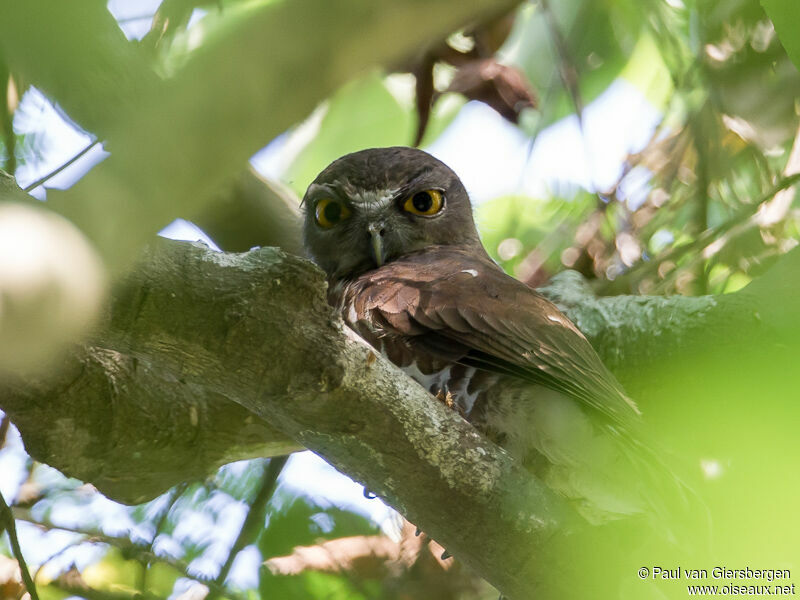 Brown Hawk-Owl