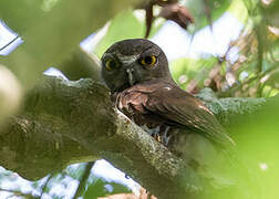 Brown Hawk-Owl