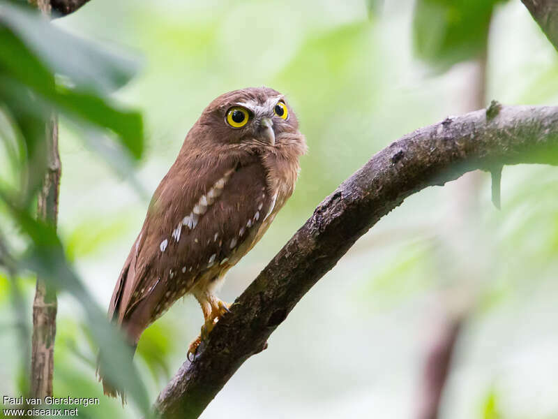 Ninoxe ocrée, identification