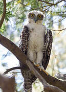 Powerful Owl