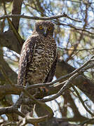 Powerful Owl