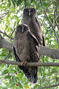 Rufous Owl