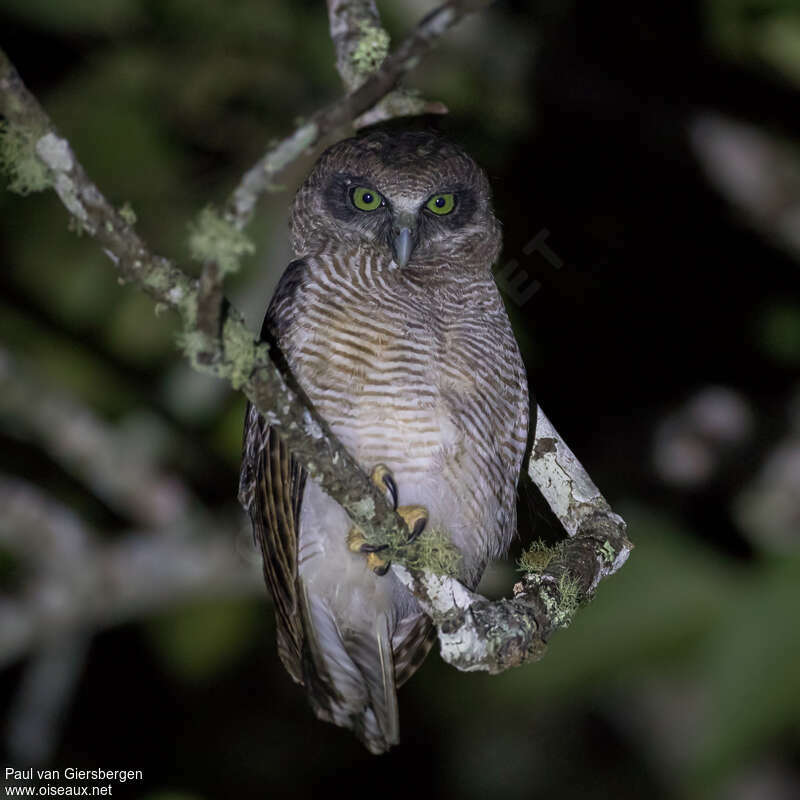 Rufous Owlimmature