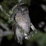 Rufous Owl