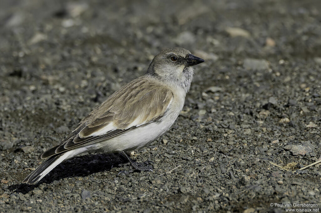 Niverolle alpineadulte