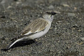 White-winged Snowfinch