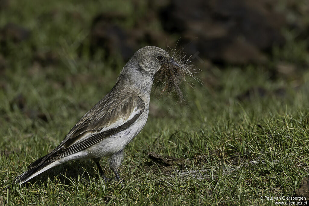 White-winged Snowfinchadult