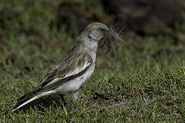 White-winged Snowfinch