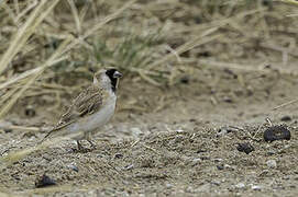 Pere David's Snowfinch