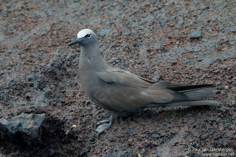 Brown Noddy