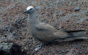 Brown Noddy