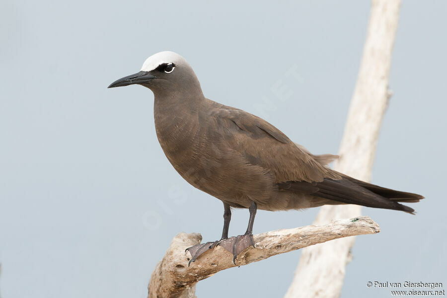 Brown Noddyadult