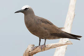 Brown Noddy