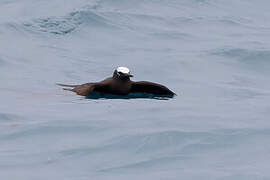 Black Noddy