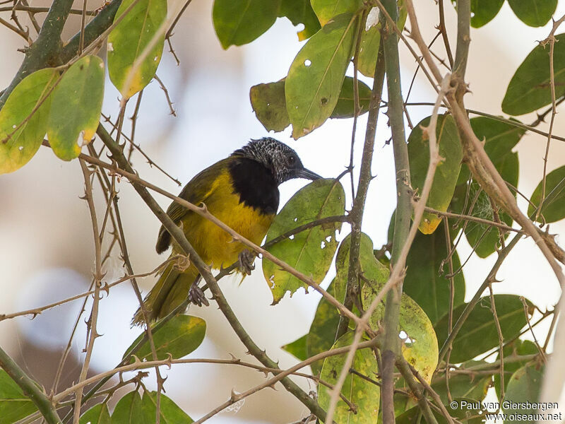 Oriole Warbler