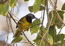 Oriole Warbler