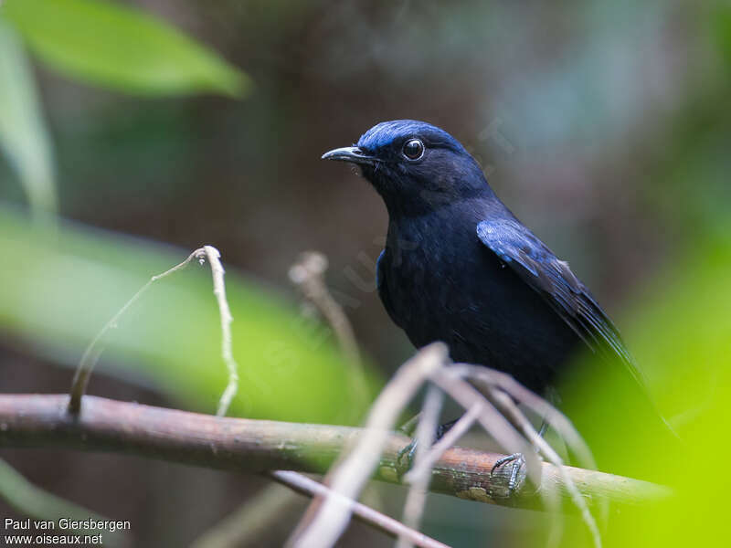 White-tailed Robin male adult, close-up portrait